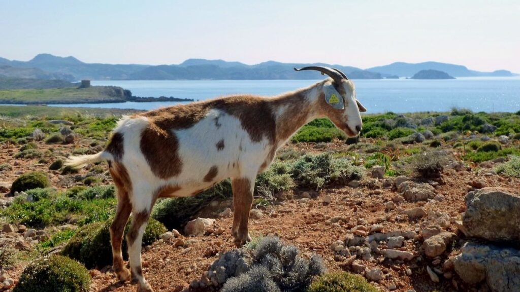 Capra a Minorca